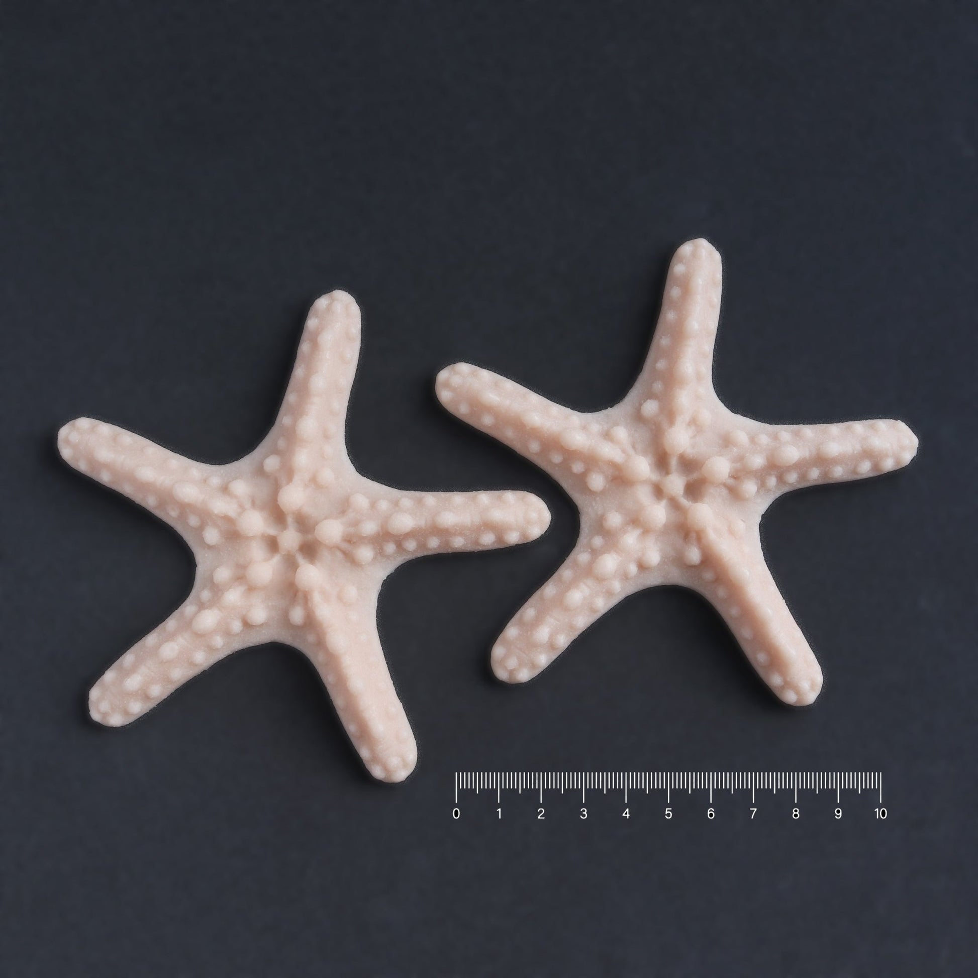 Two starfish in vanilla shade on a black surface with a ruler