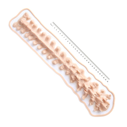 Protruding Spine (Lifesize) - Silicone makeup prosthetic in vanilla shade on a white surface with a ruler